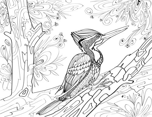Crimson backed woodpecker adult coloring page